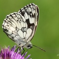 Schachbrettfalter (Melanargia galathea)